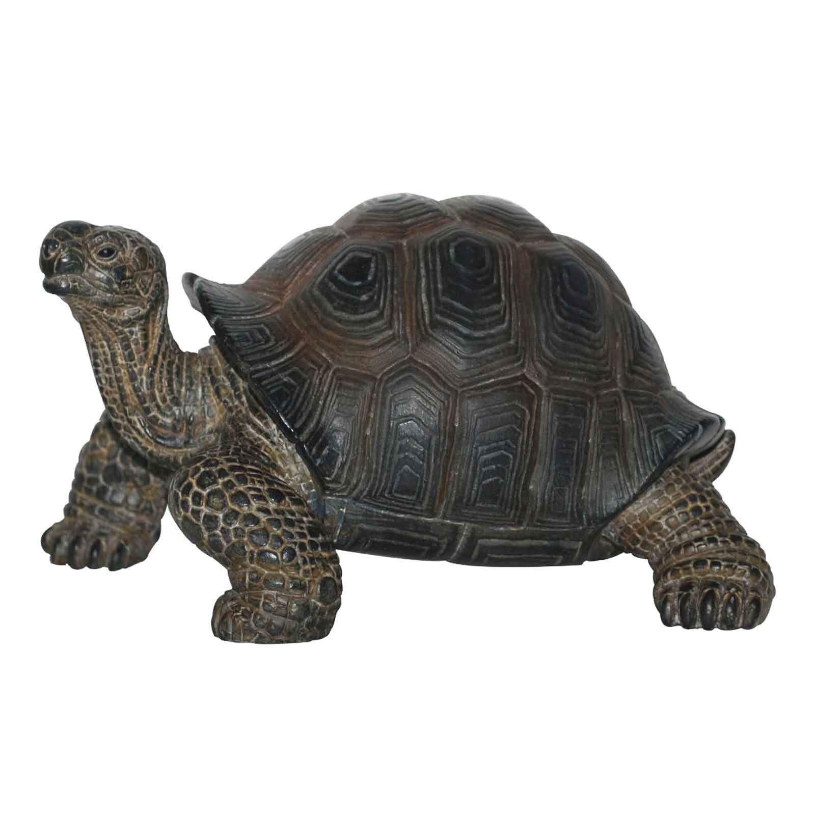Baby Tortoise | Earl May