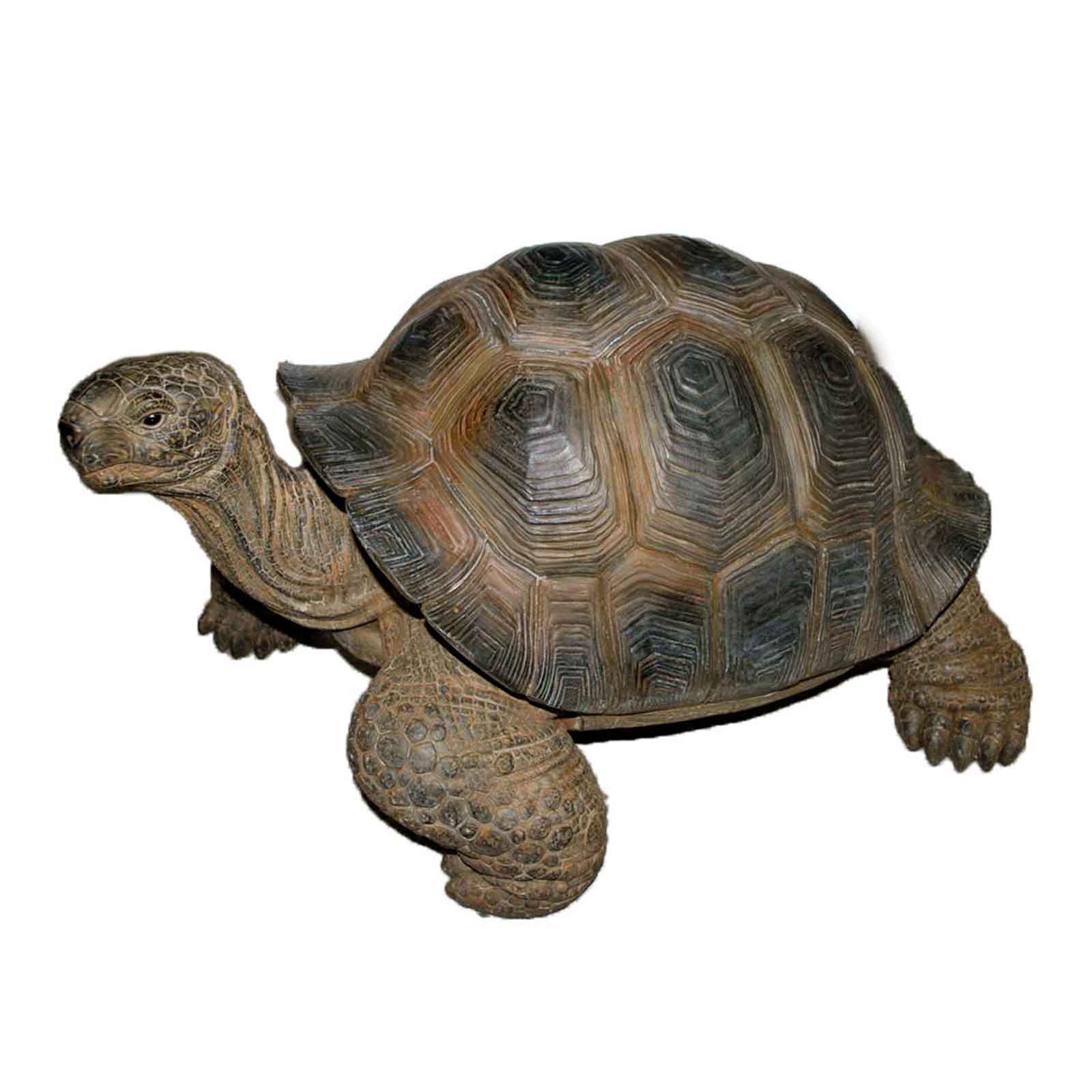 Tortoise Large Giant