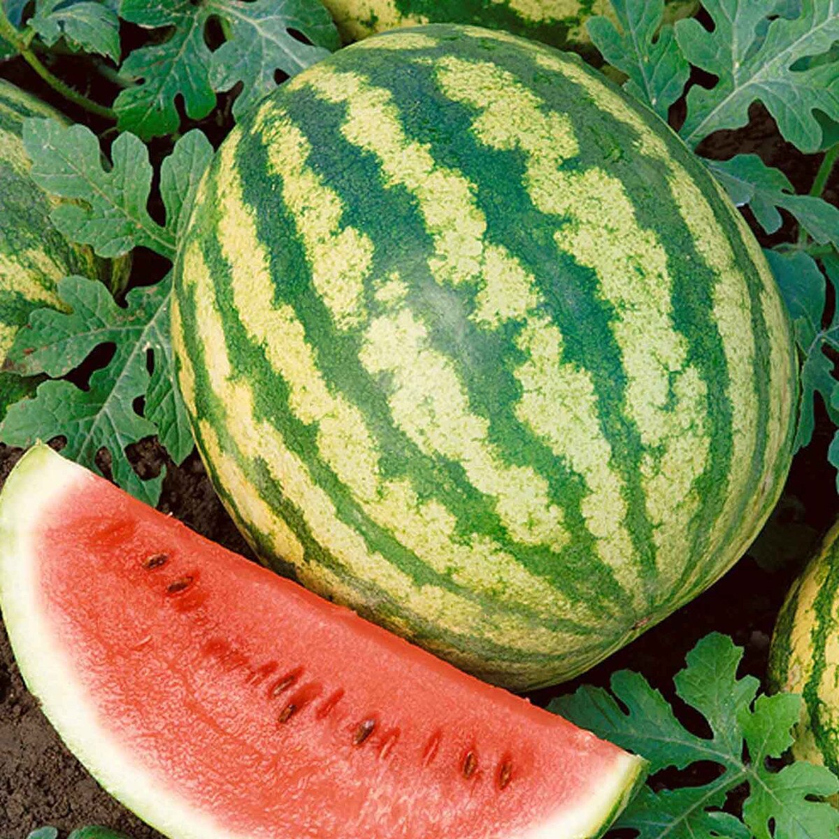 Watermelon - Crimson Sweet Seeds