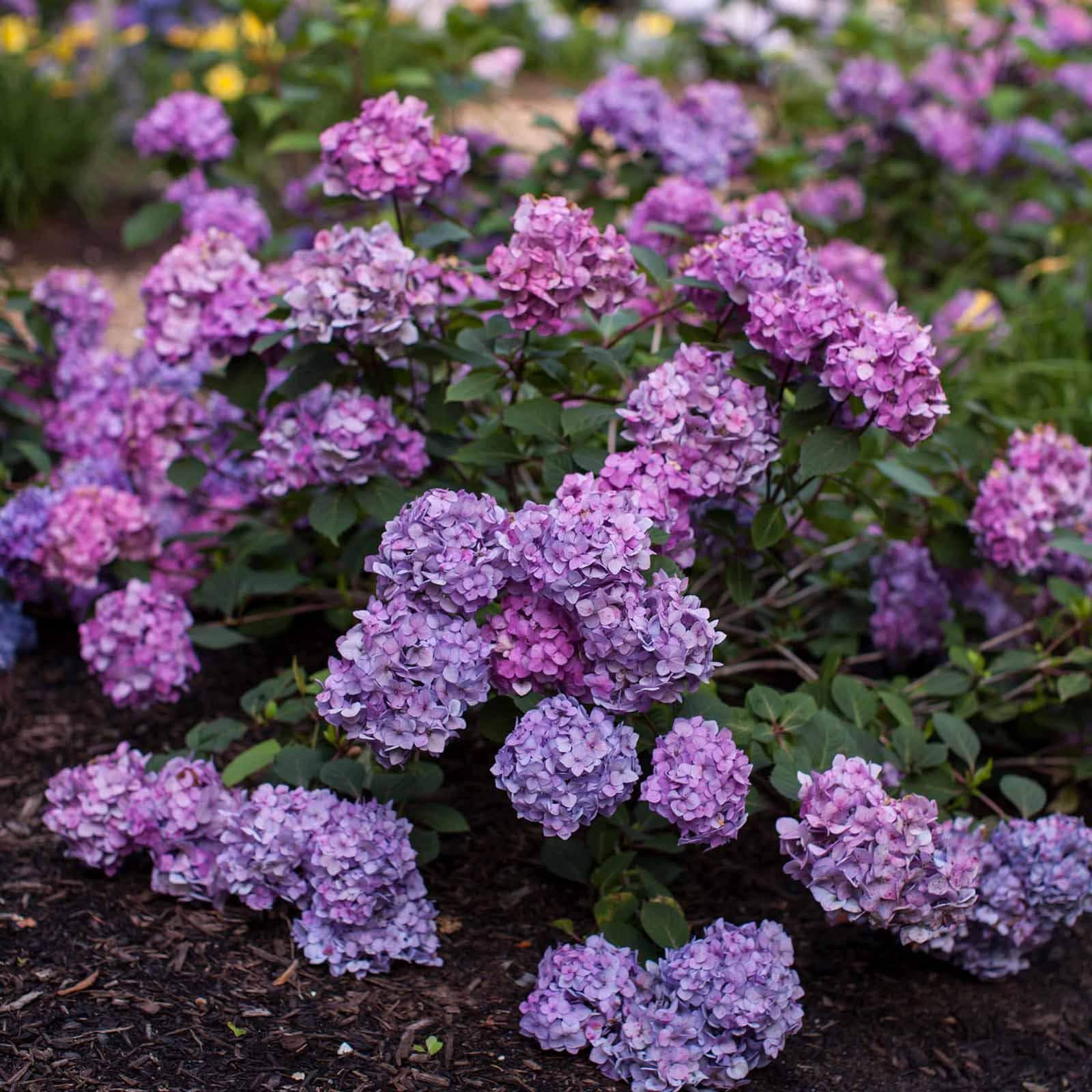 Endless Summer Bloomstruck Hydrangea | PlantAddicts.com