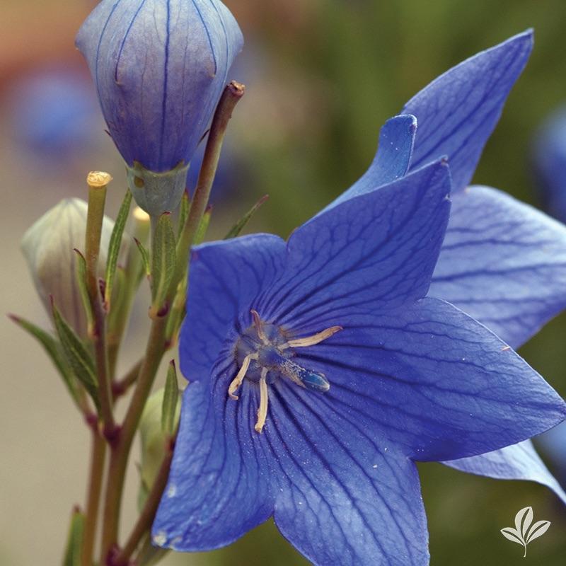 Salvia, Bumbleberry | Earl May Garden Center
