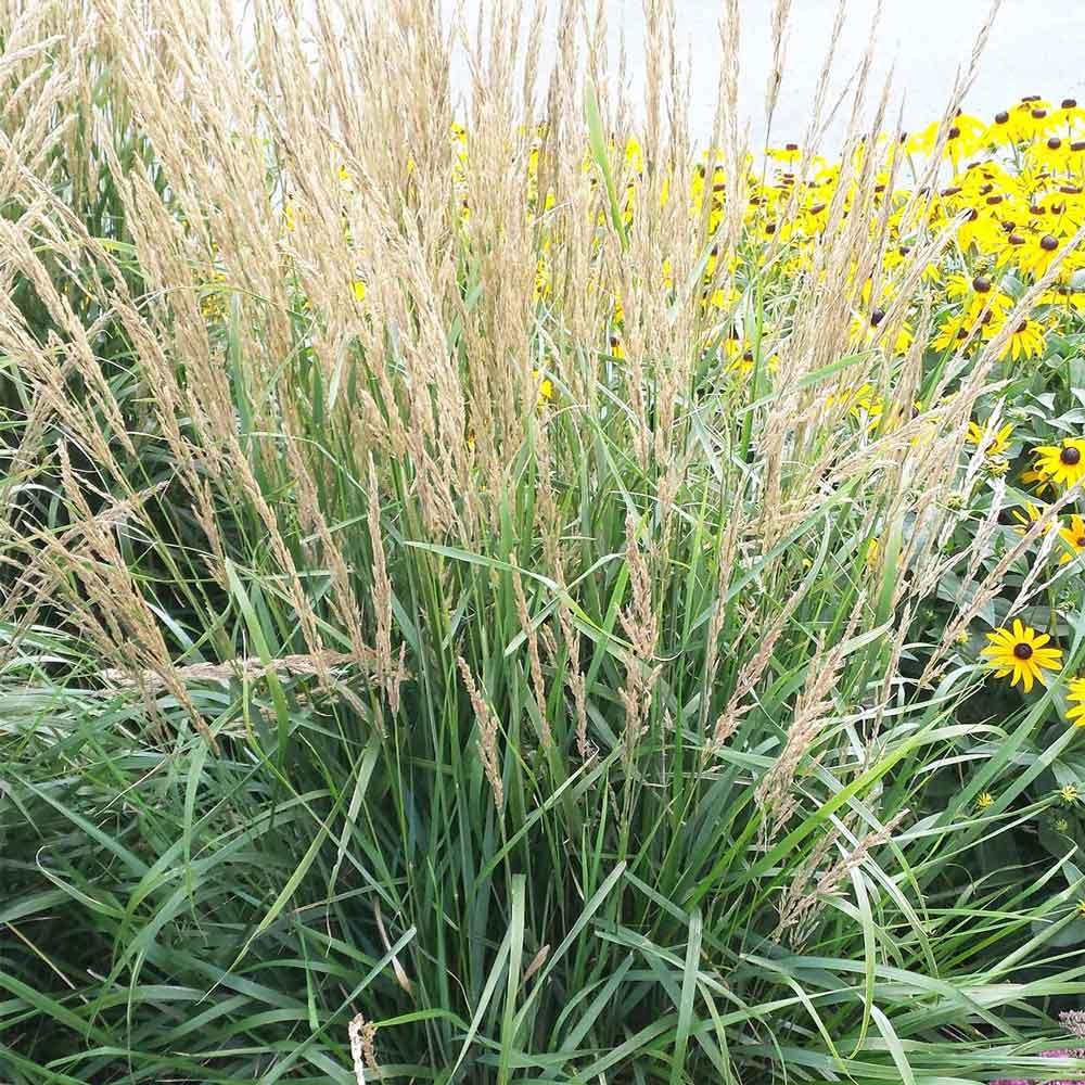 Veronica, Very Van Gogh | Earl May Garden Center