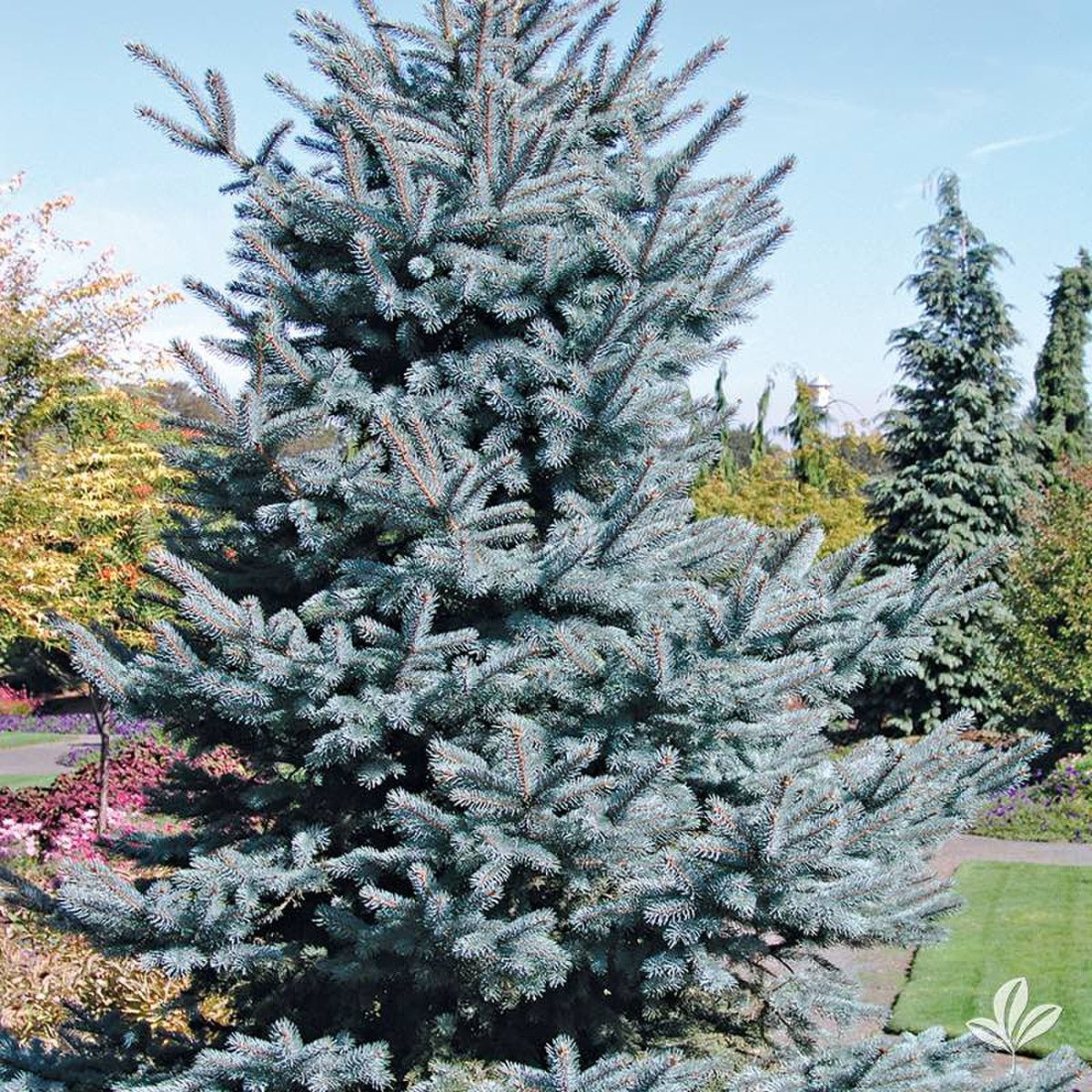 baby blue spruce