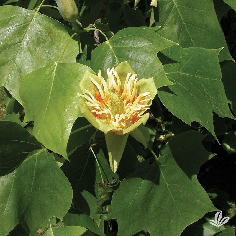 Tulip Tree Earl May