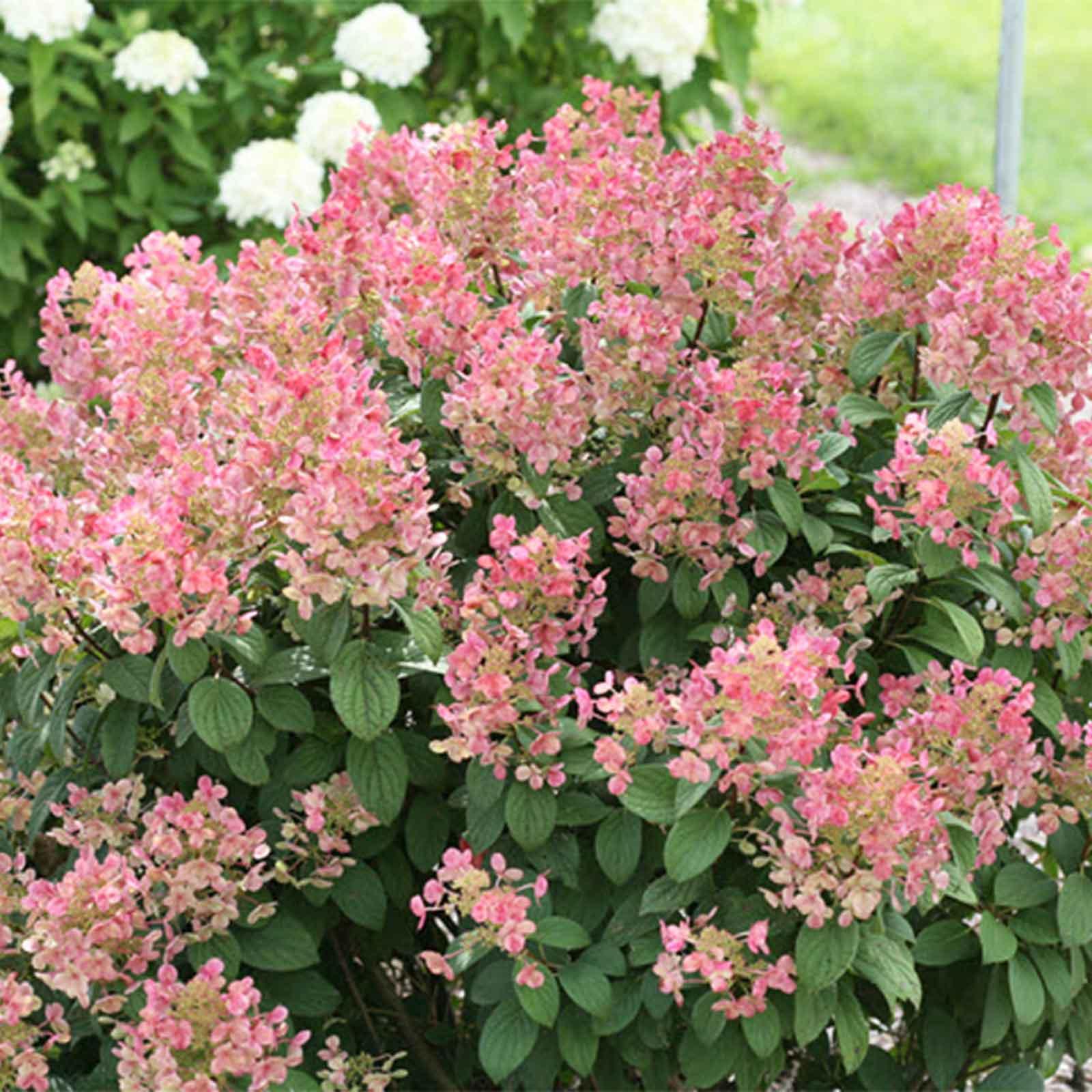 Hydrangea, Little Quickfire | Earl May Garden Center