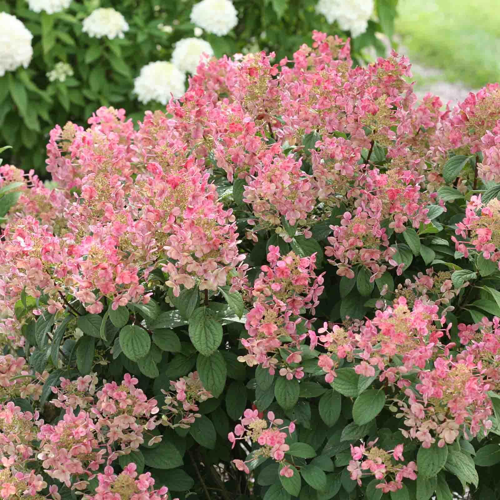 【未使用】bush de brunt Heaven and Earth 未使用】bush de brunt Heaven and Earth 未使用】bush de brunt