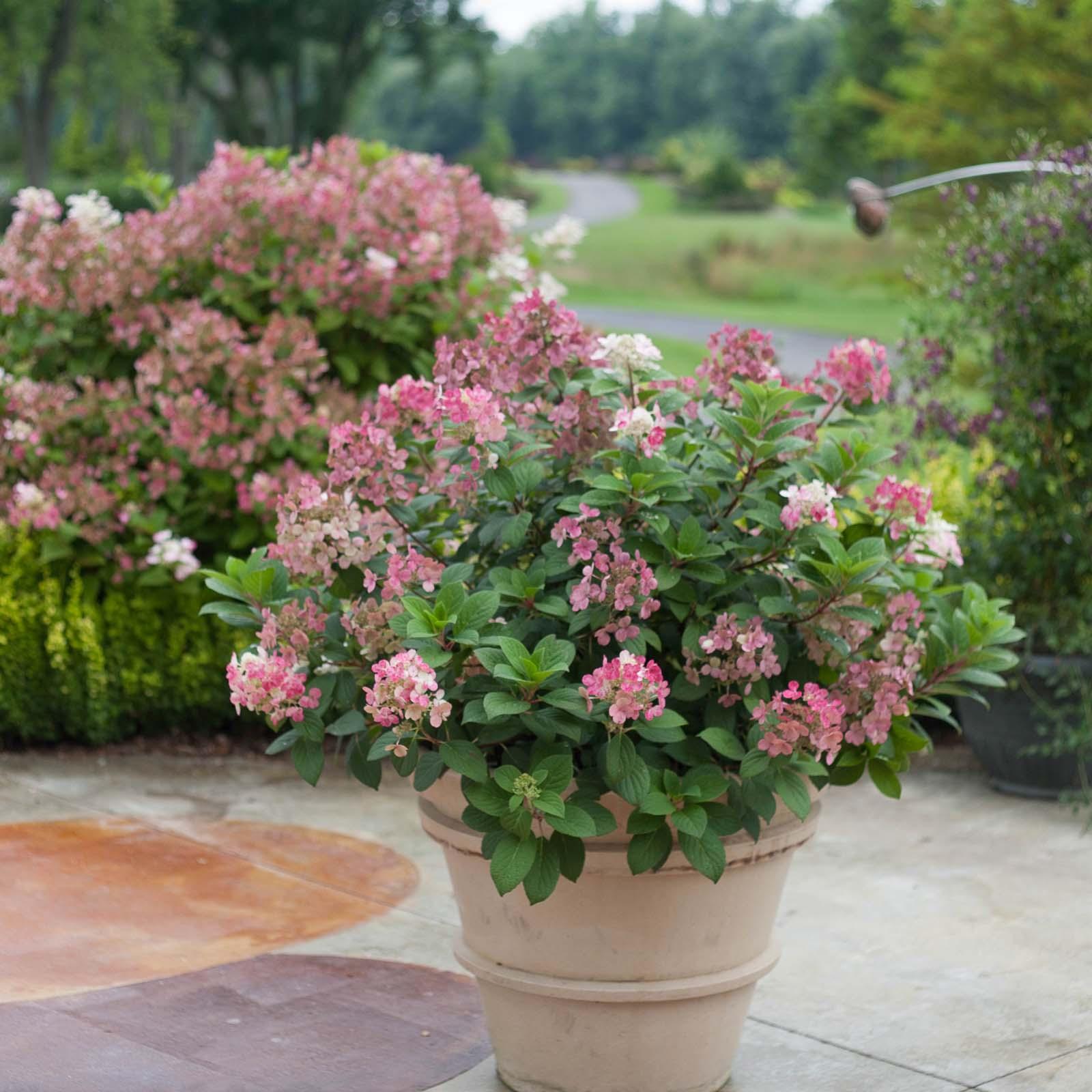 Hydrangea, Little Quickfire | Earl May Garden Center