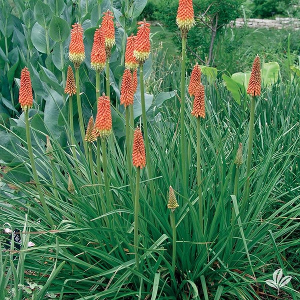 Red Hot Flower Garden Red Hot Flower Garden