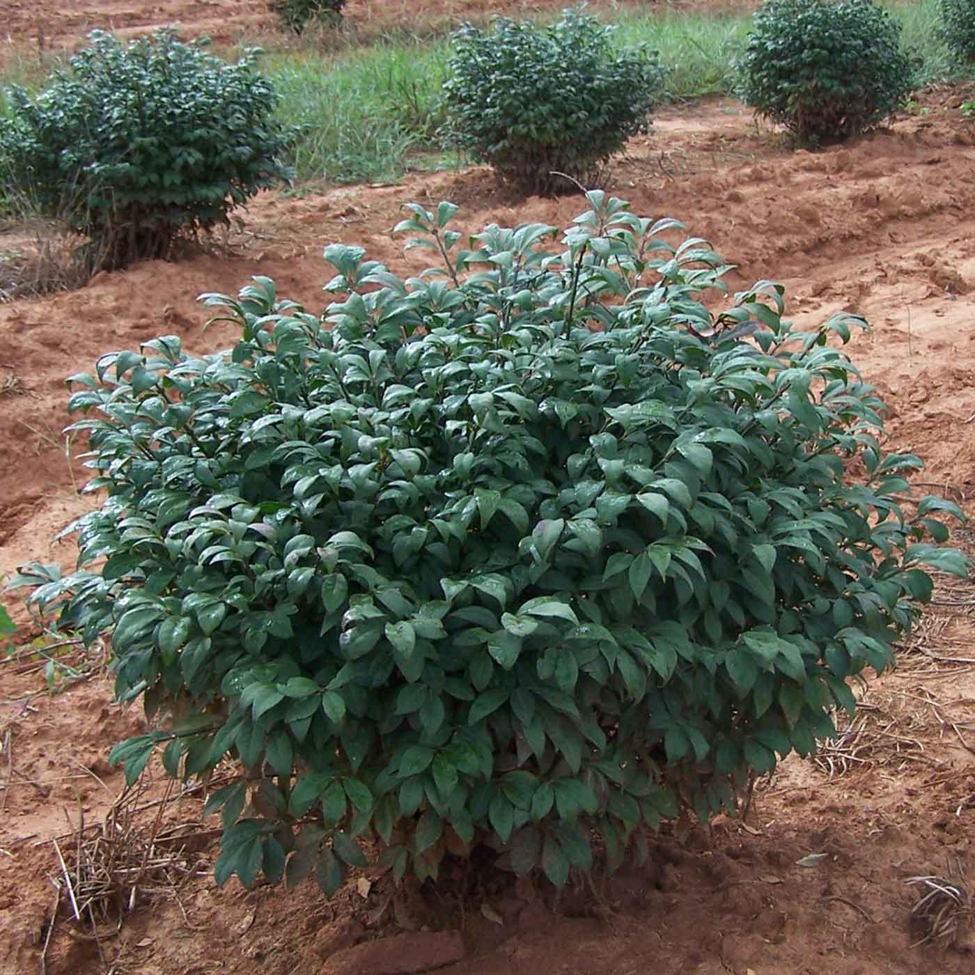 burning-bush-little-moses-earl-may-garden-center