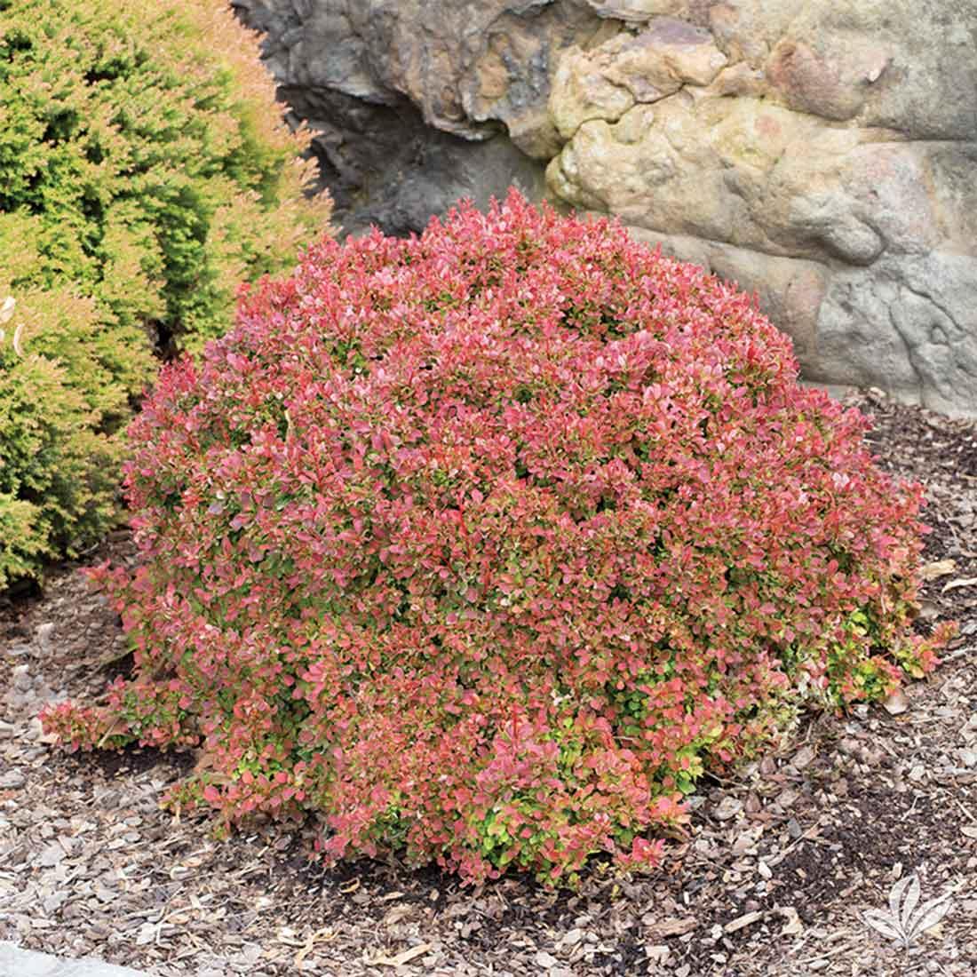 Barberry, Golden Ruby® | Earl May