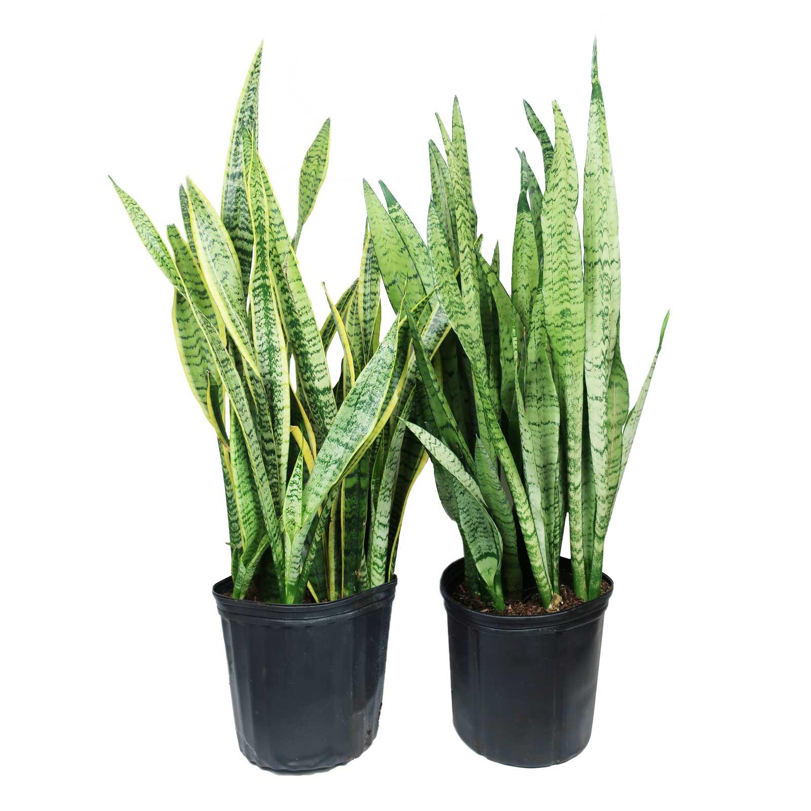 Snake Plant 10" Earl May