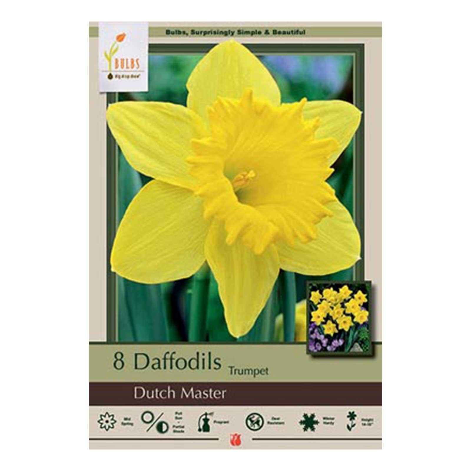 50 Dutch Master Daffodil Bulbs 