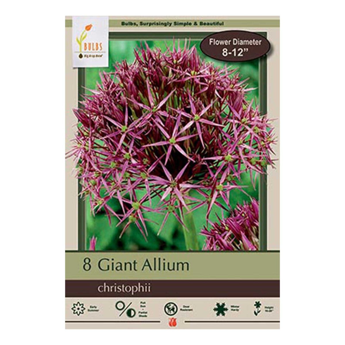 allium christophii