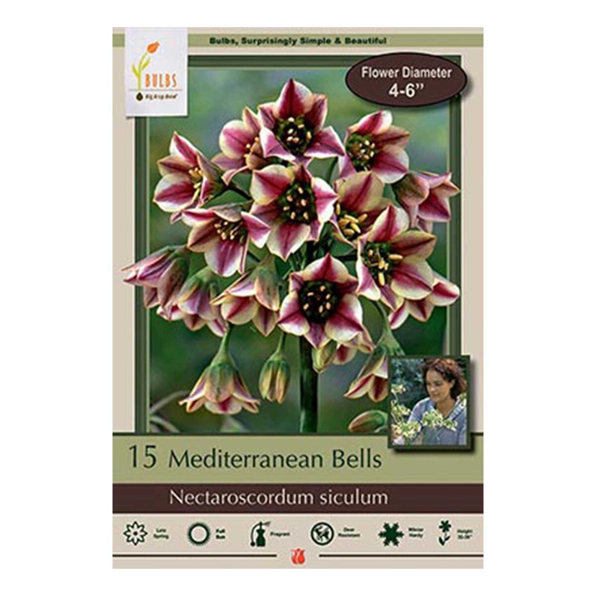 mediterranean bells allium