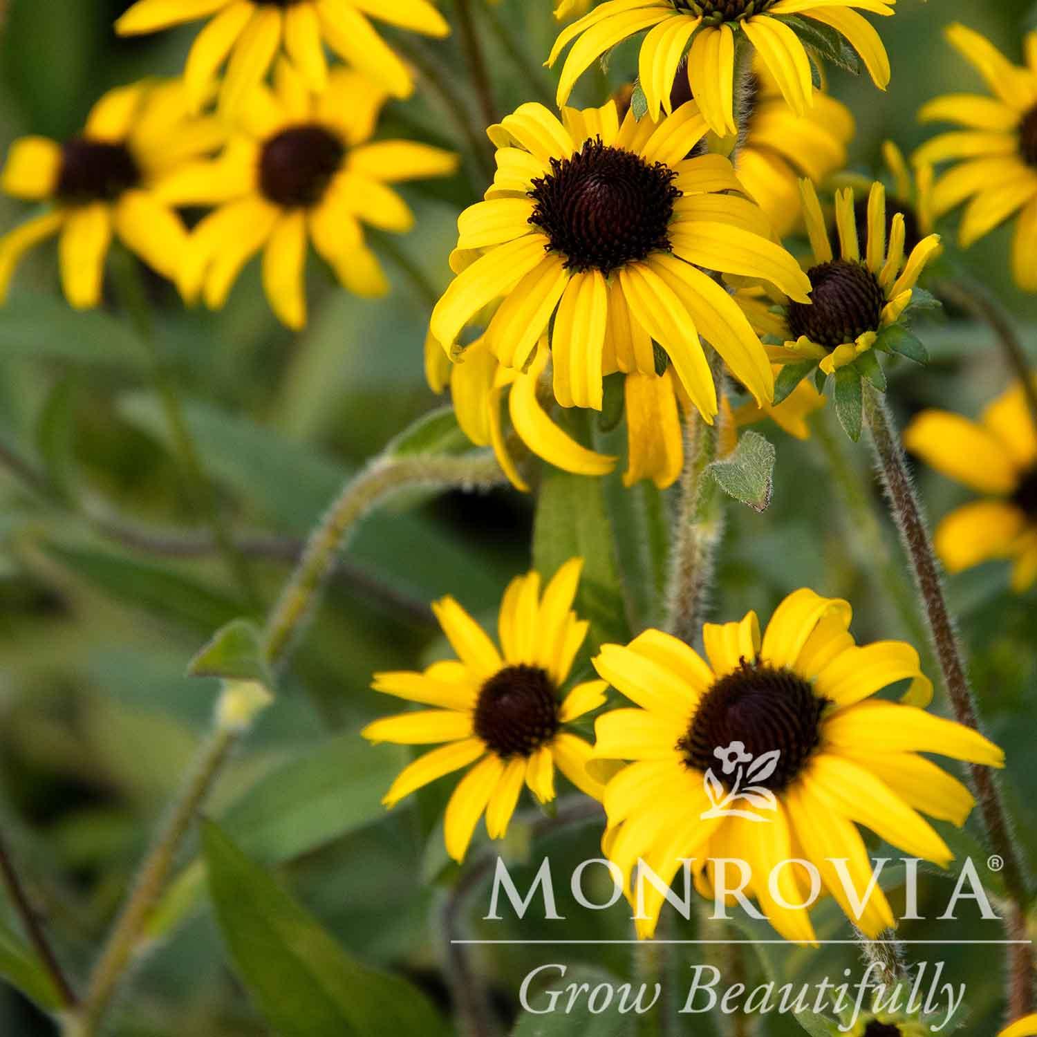 Black-Eyed Susan, American Gold Rush | Earl May Garden Center