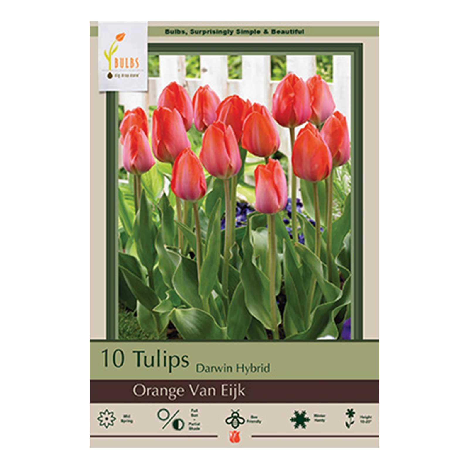 Tulip, Orange Van Eijk Pkg of 10 | Earl May