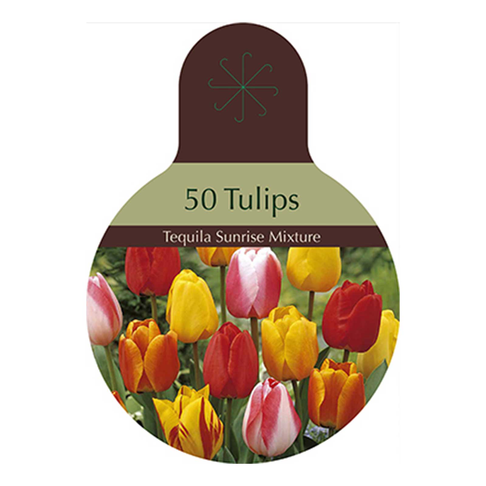 Tulip, Tequila Sunrise Mix Pkg of 50 Earl May