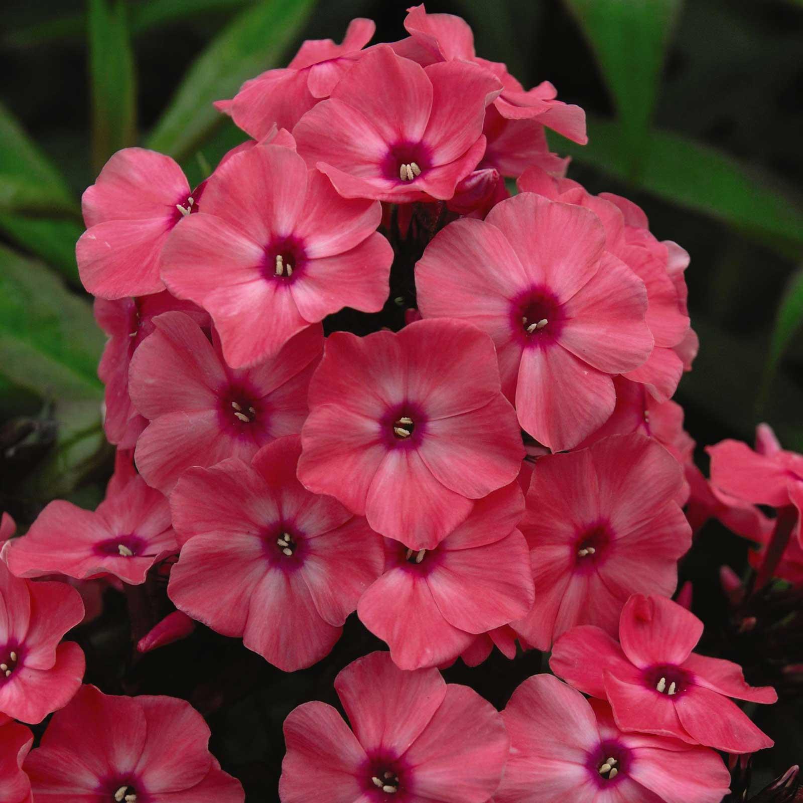 Liatris, Purple | Earl May Garden Center
