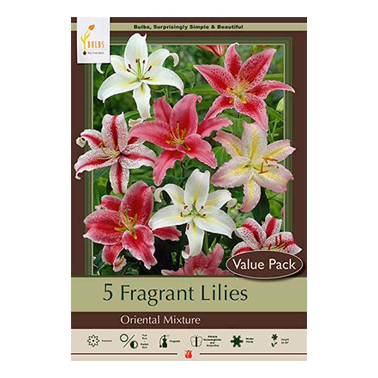 Lilium Montanum & Digitalis flower リトグラフ Lilium Montanum & Digitalis flower リトグラフ Lilium