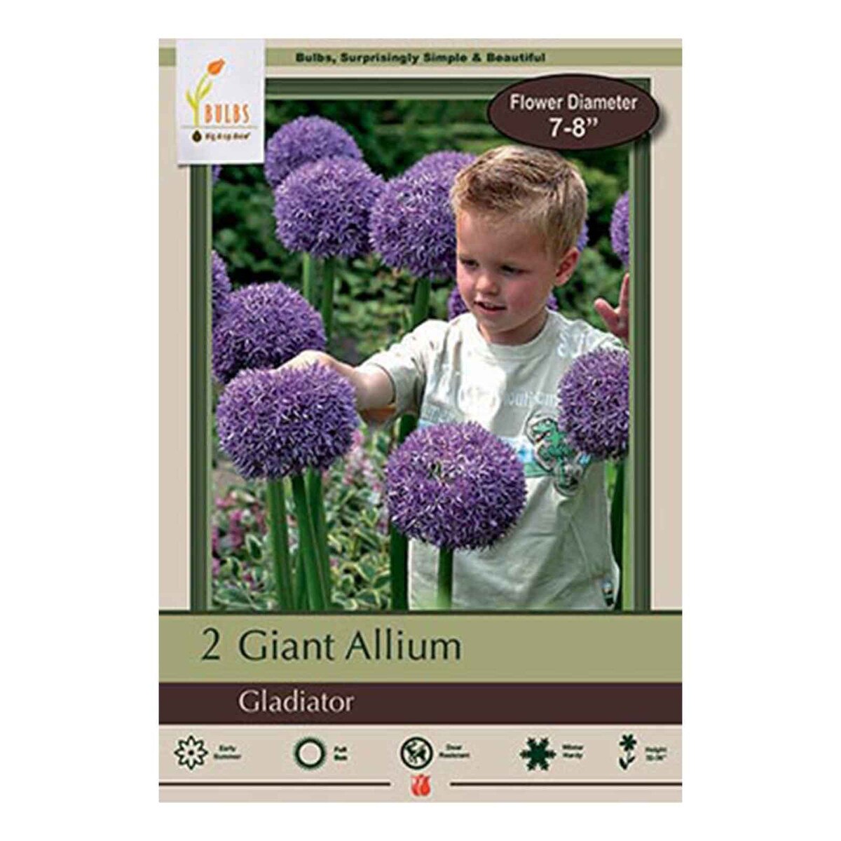 allium gladiator