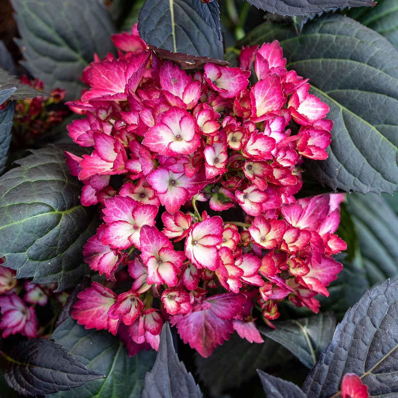 Hydrangea, Eclipse | Earl May Garden Center