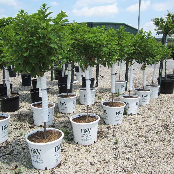 Hydrangea, Limelight Patio Standard Ship to Store Pickup In Store