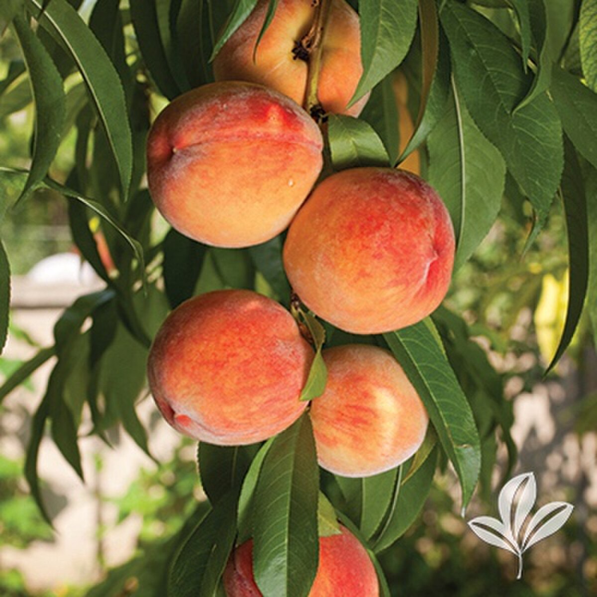 contender peach tree