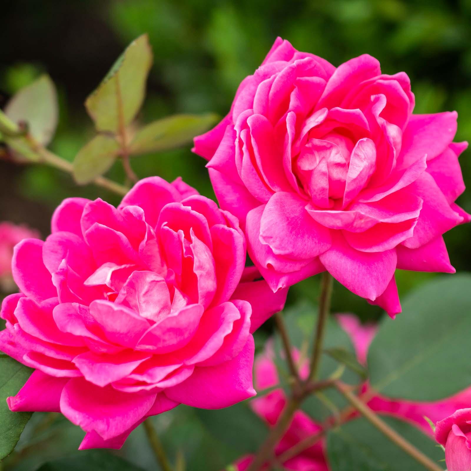 Pink Double Knock Out® Rose | Earl May Garden Center