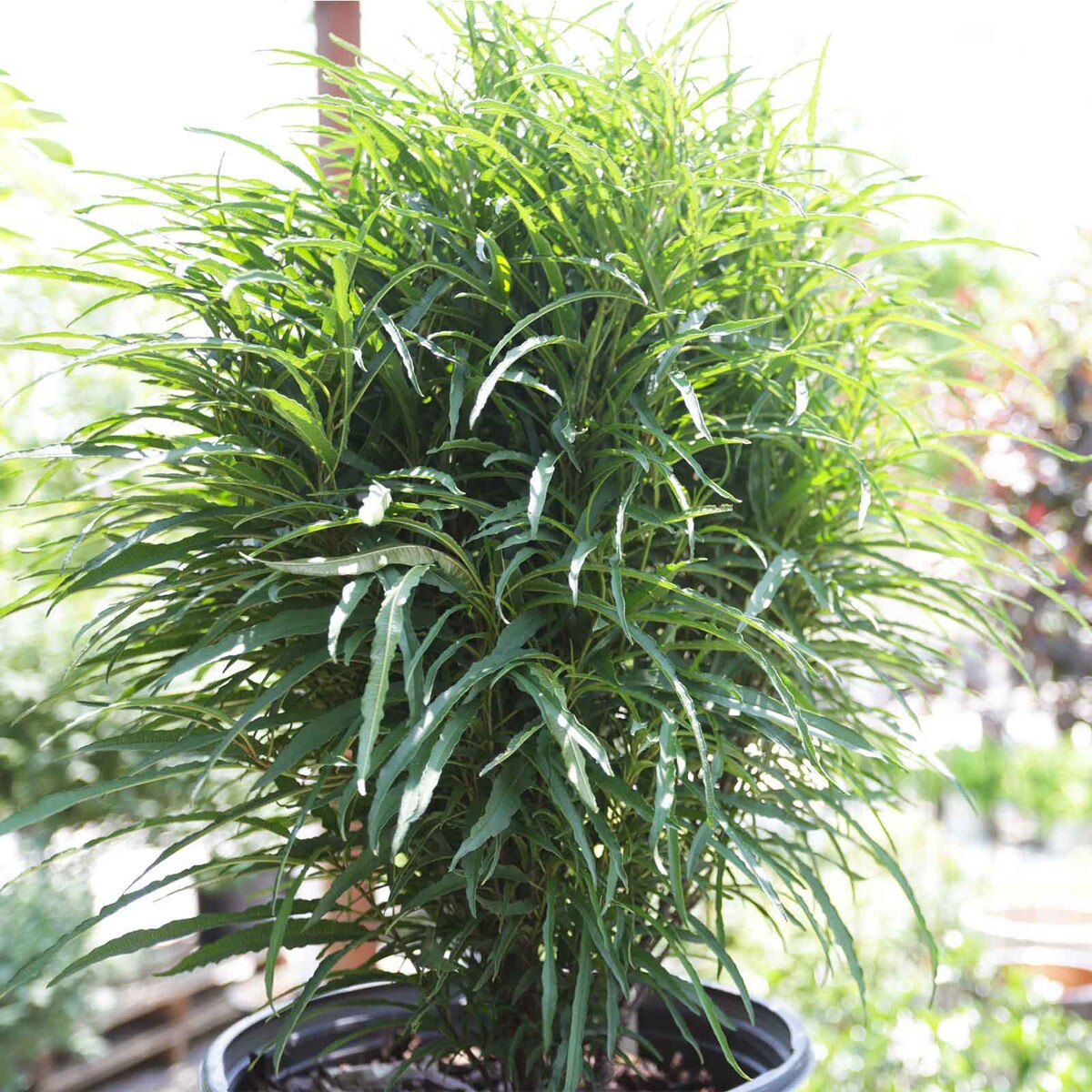 Buckthorn, Fine Line | Earl May Garden Center
