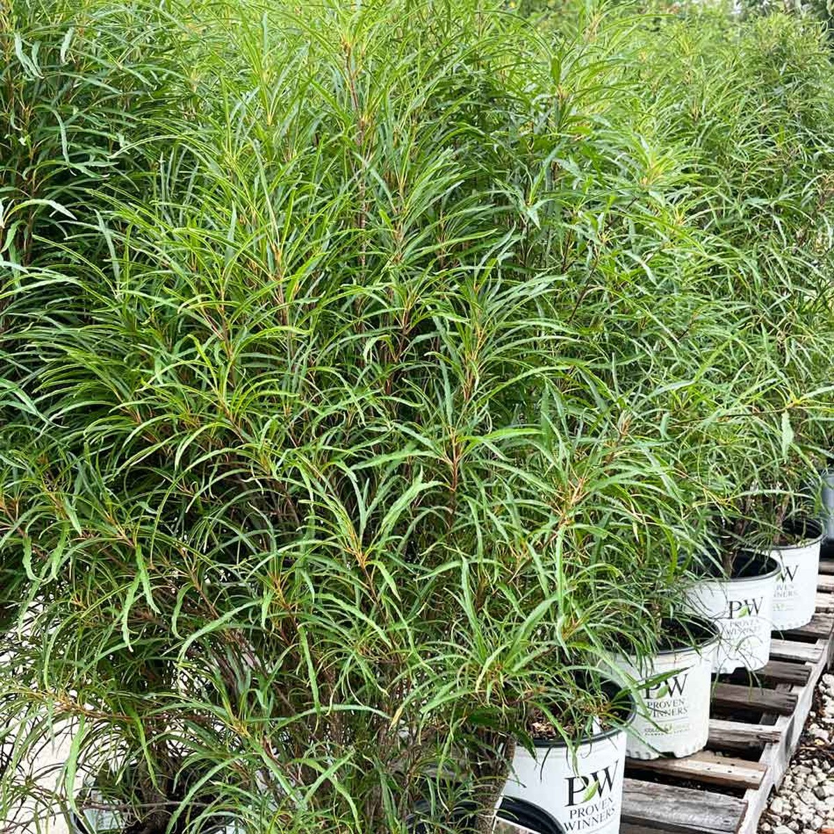 Buckthorn, Fine Line | Earl May Garden Center