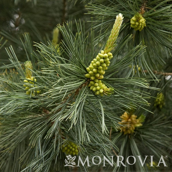 Pine Vanderwolf Earl May Garden Center pine-vanderwolf-earl-may-garden-center