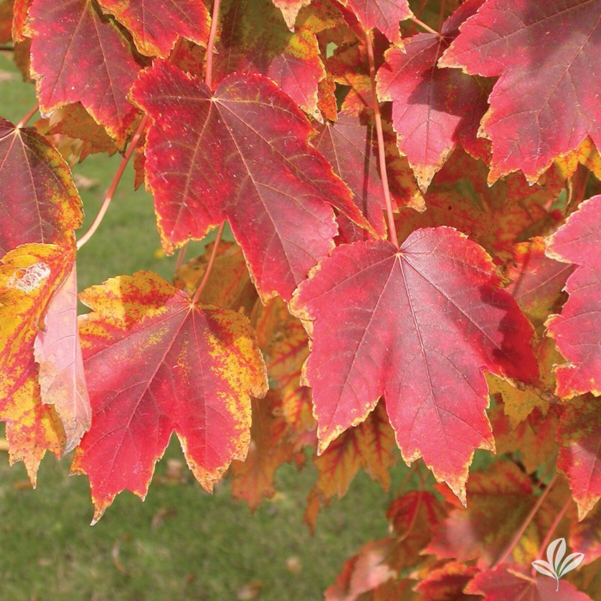 brandywine maple
