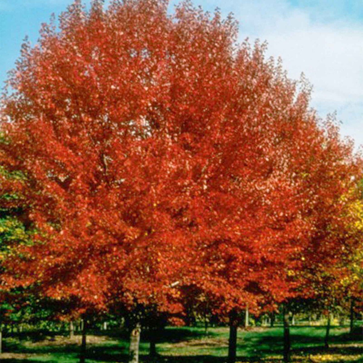 brandywine maple