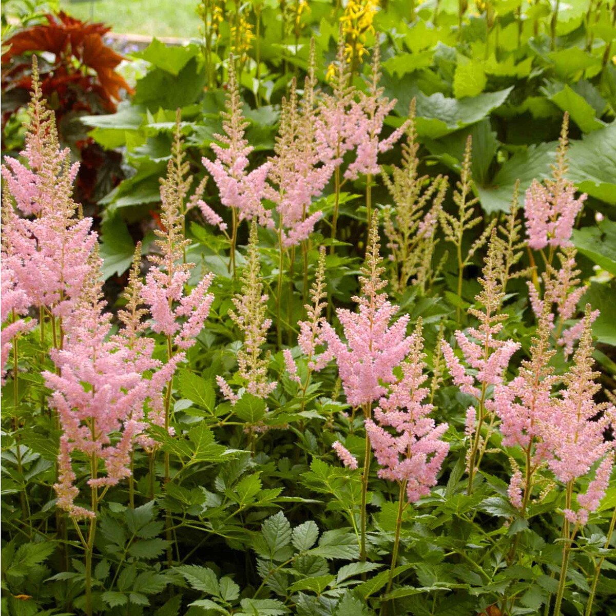pink astilbe