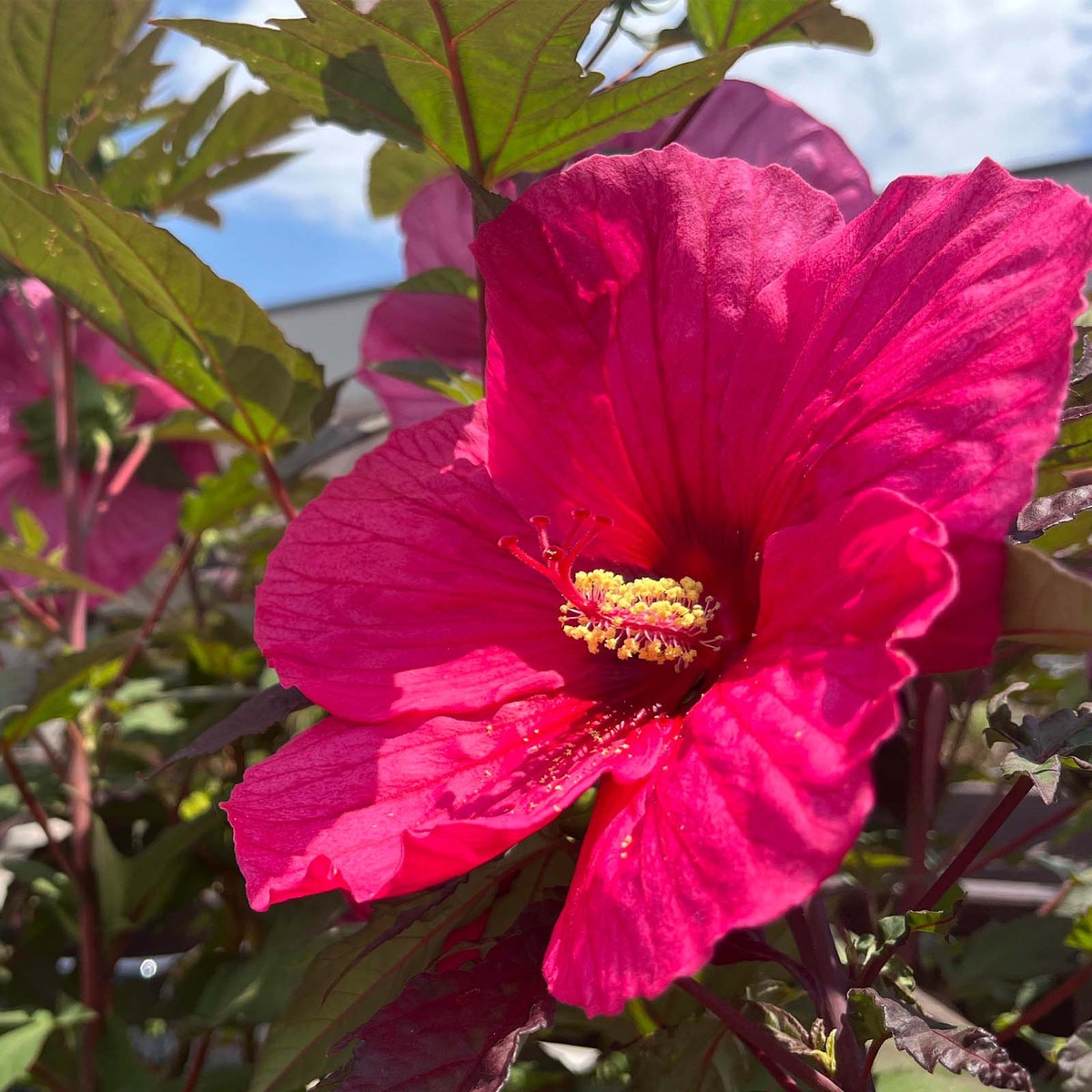 hibiscus bush planting