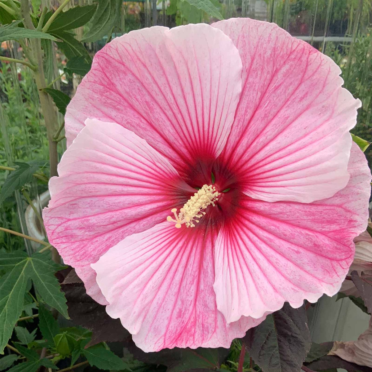 hibiscus bush planting