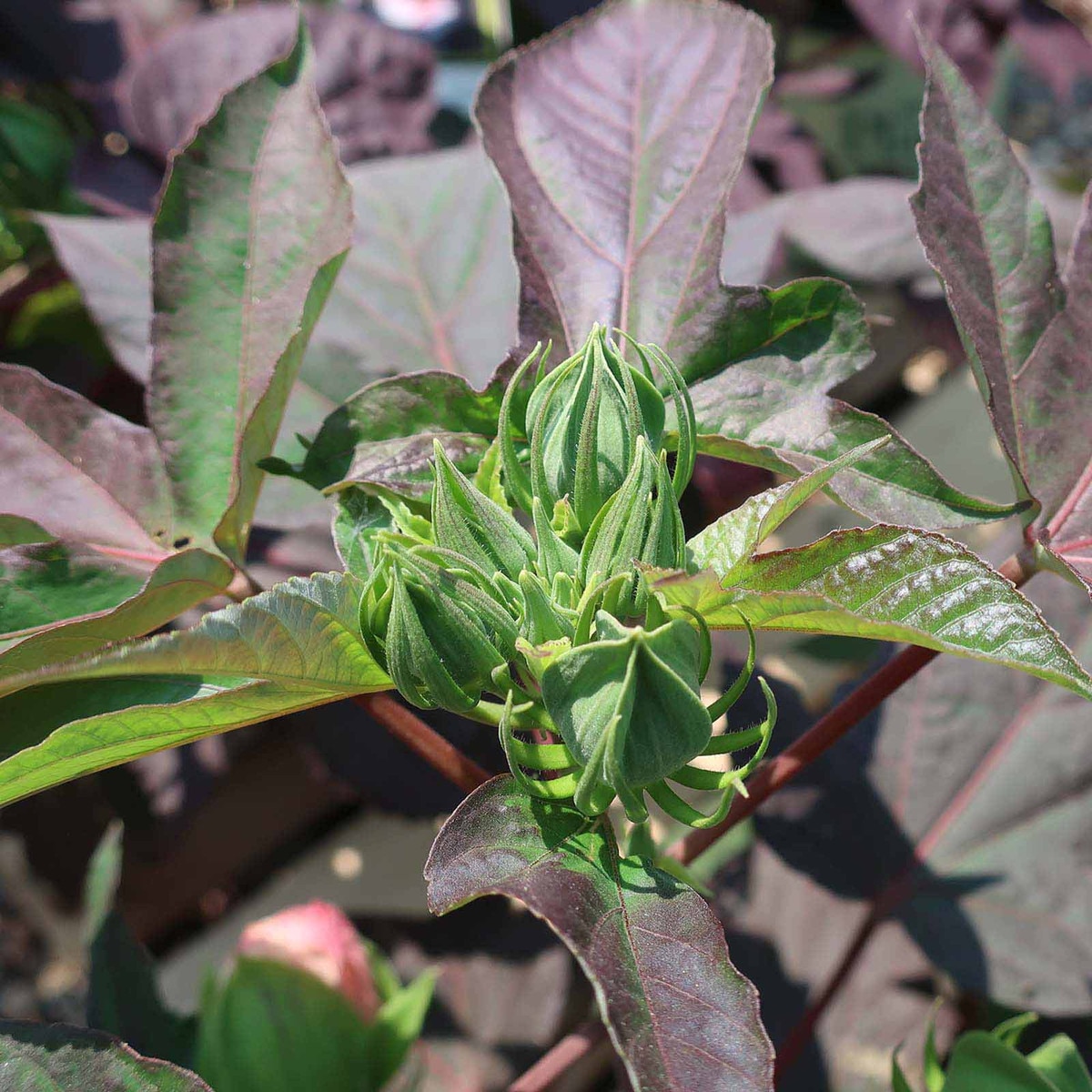 hibiscus bush planting
