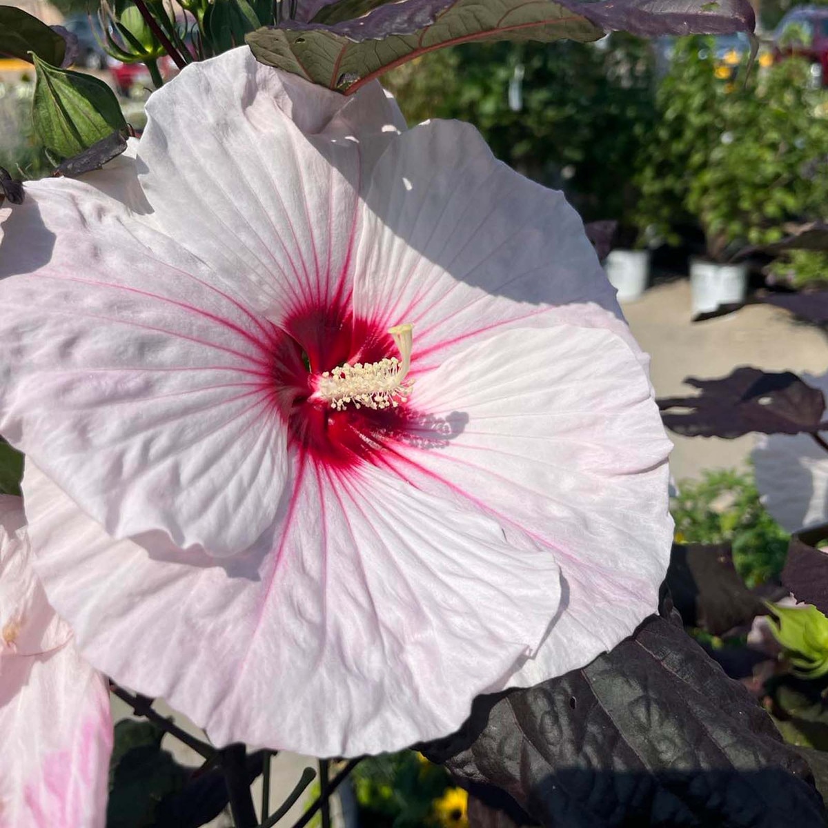 hibiscus bush planting