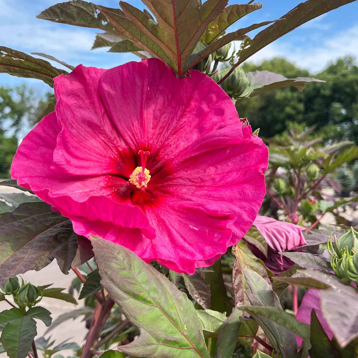 hibiscus bush planting
