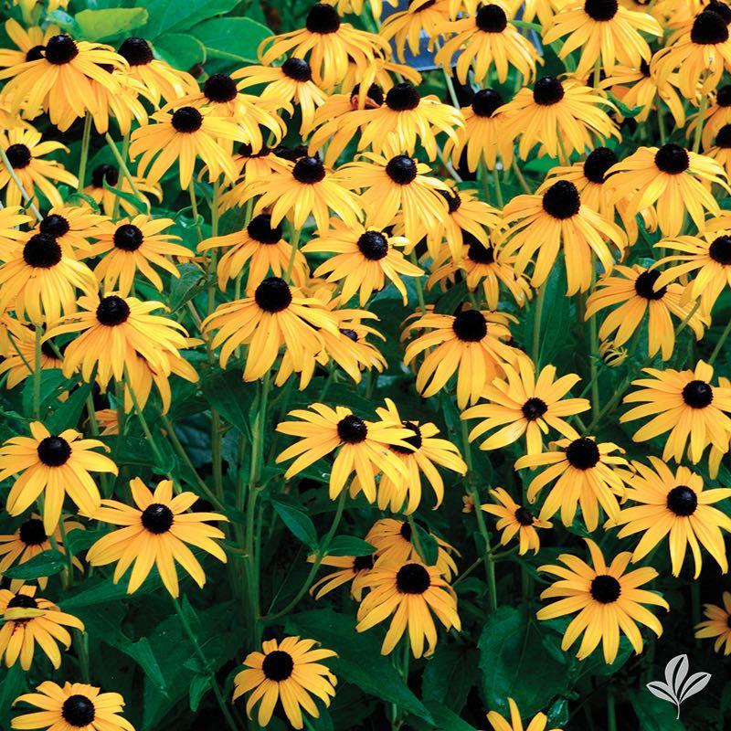 Veronica, Very Van Gogh | Earl May Garden Center