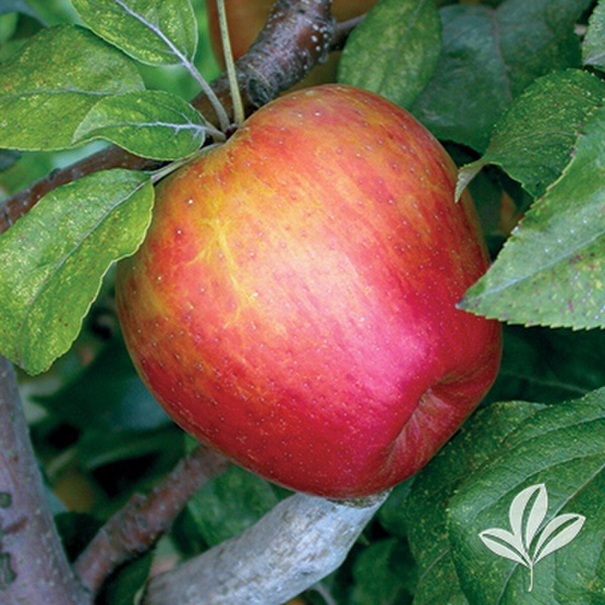 semi dwarf honeycrisp apple tree