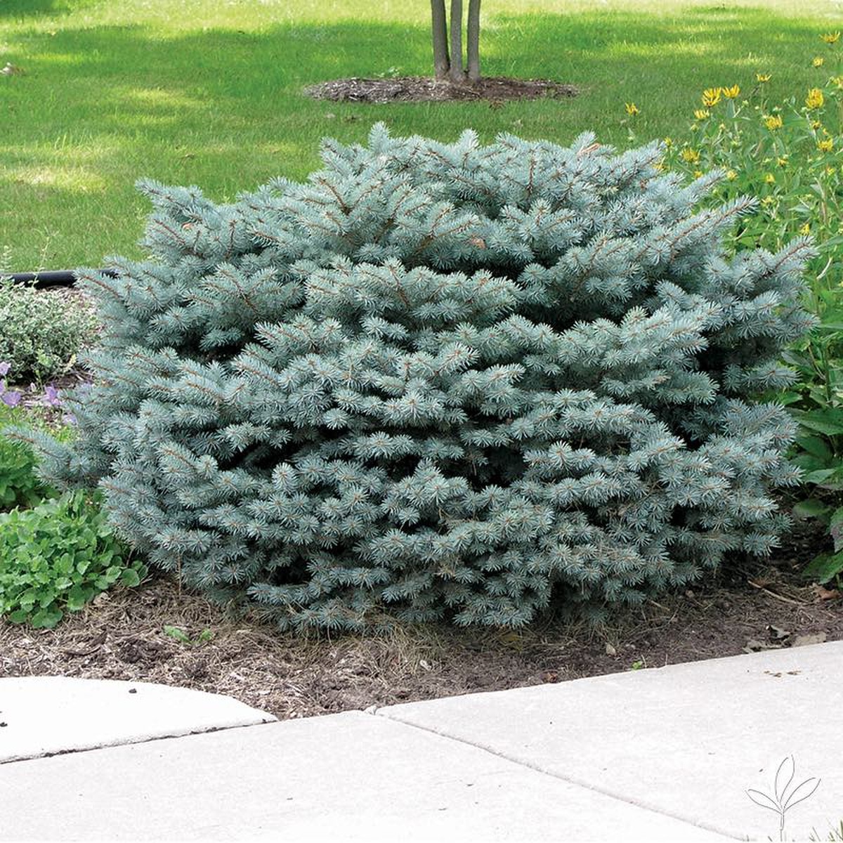baby blue spruce