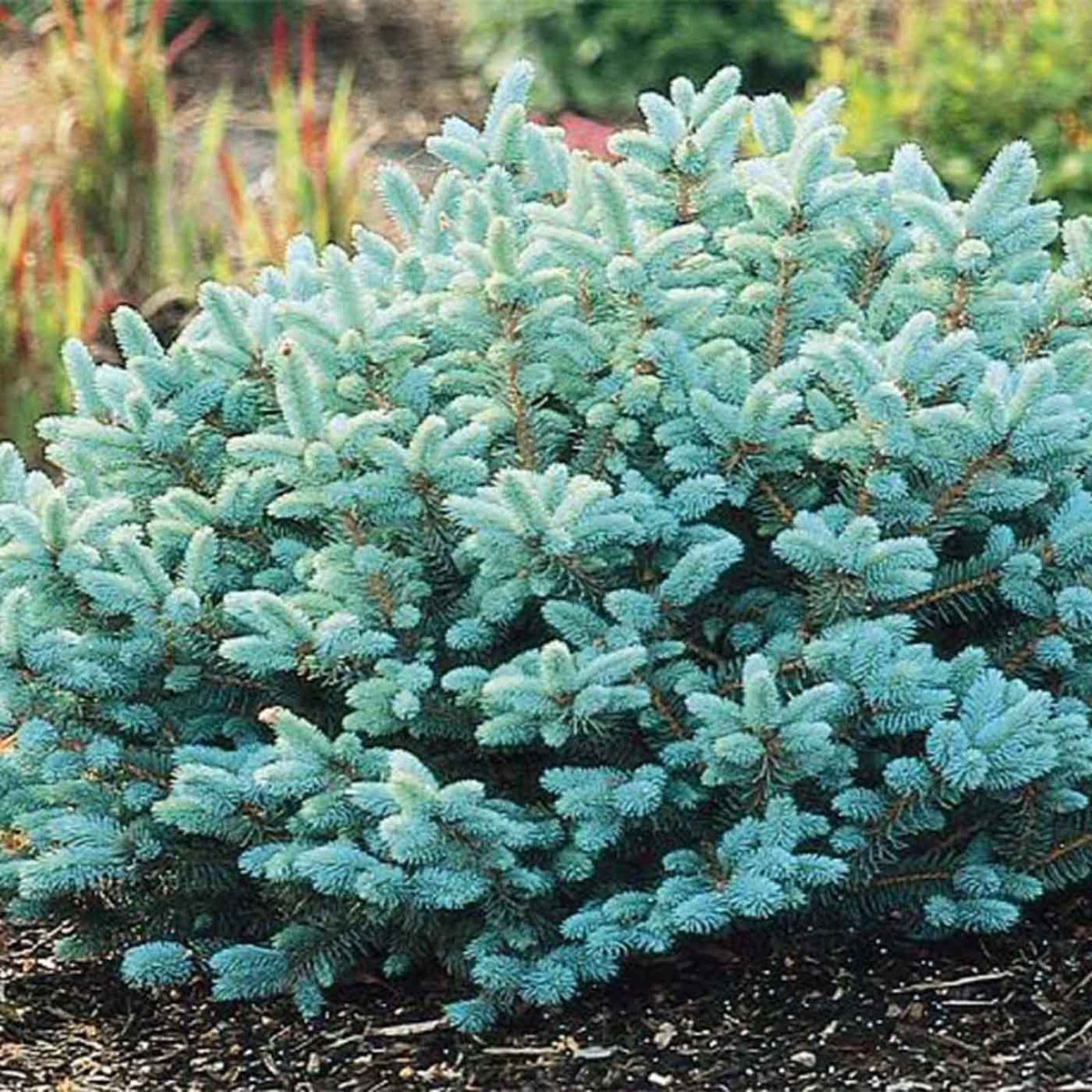 baby blue spruce