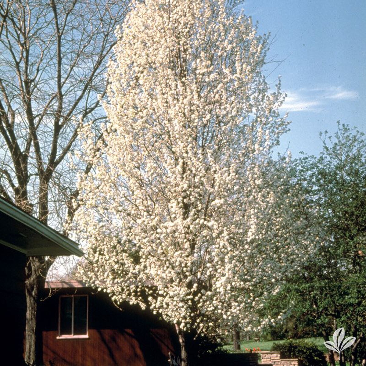 cleveland pear tree