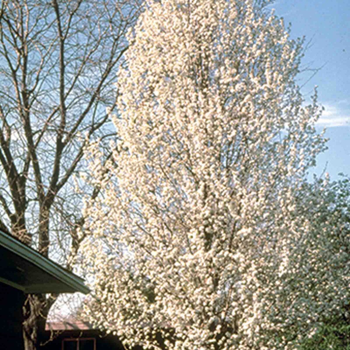 cleveland pear tree