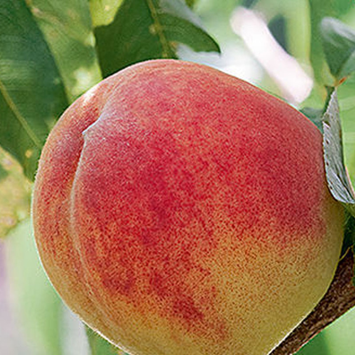 red haven peach tree