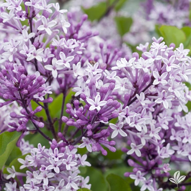 Lilac On Standard, Dwarf Korean | Earl May Garden Center