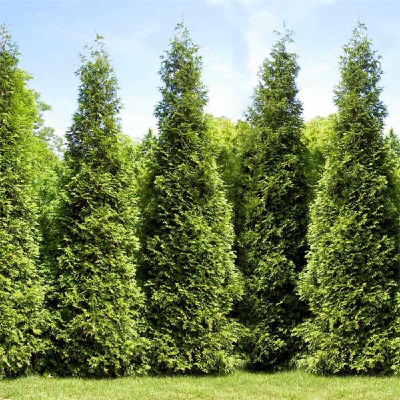 Arborvitae Junior Giant Earl May arborvitae-junior-giant-earl-may