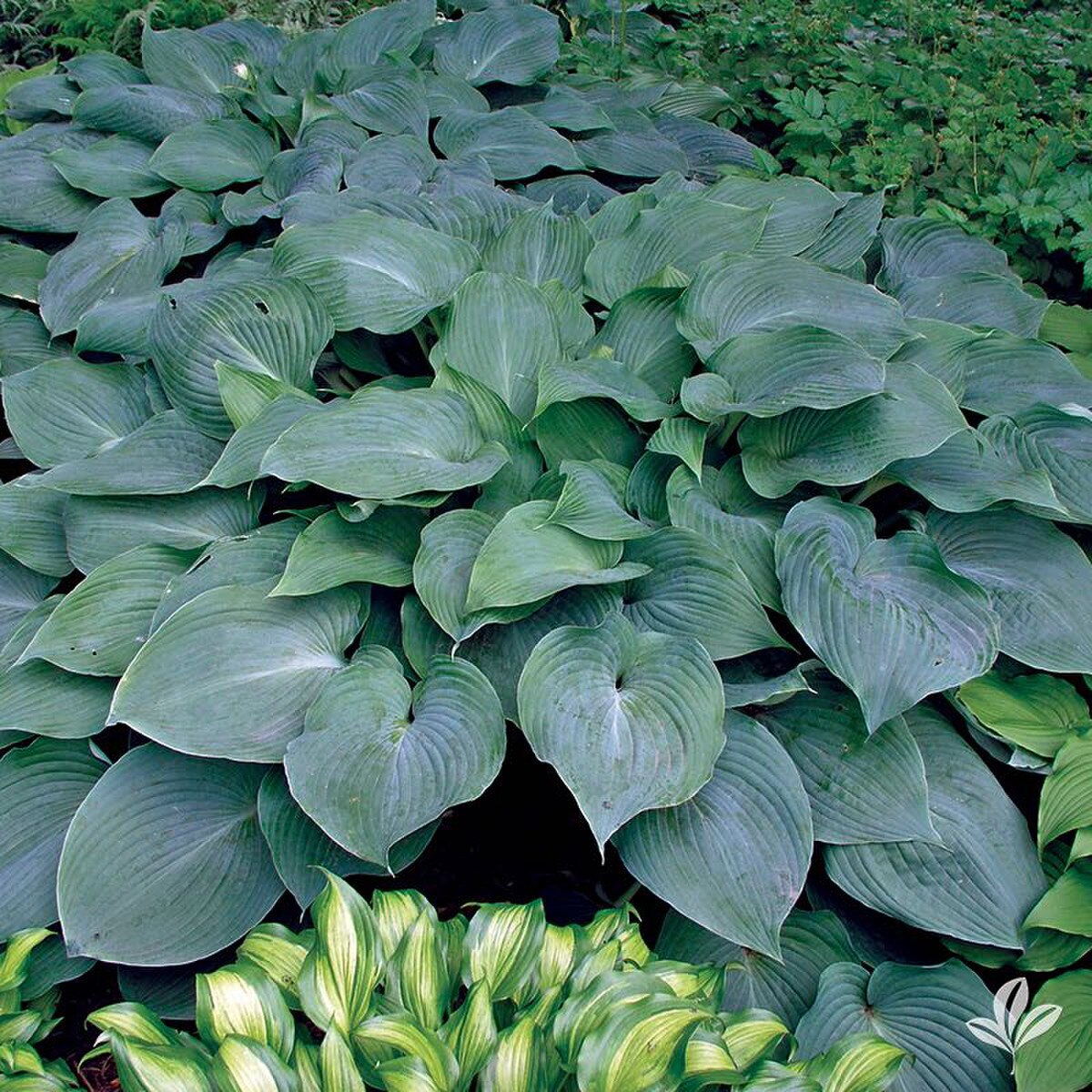 hosta blue angel