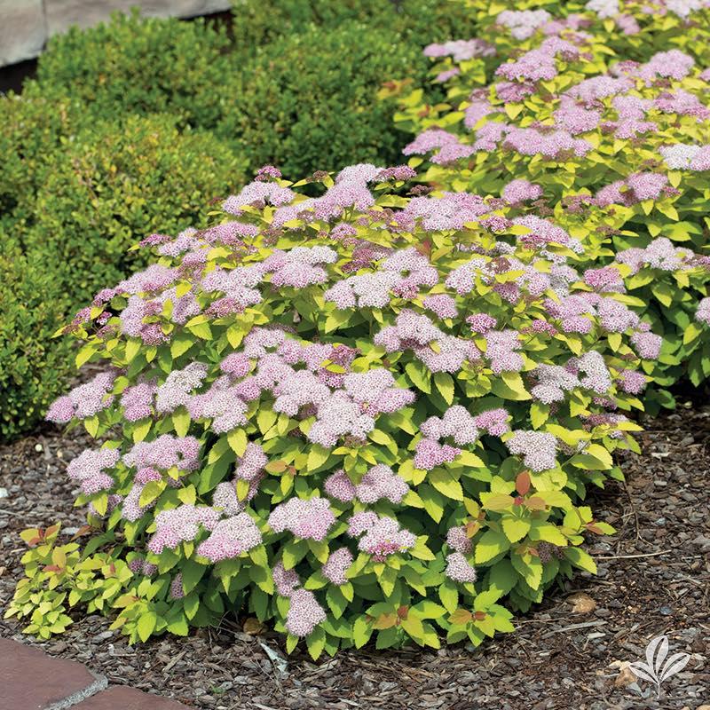 Spirea, Goldmound | Earl May Garden Center